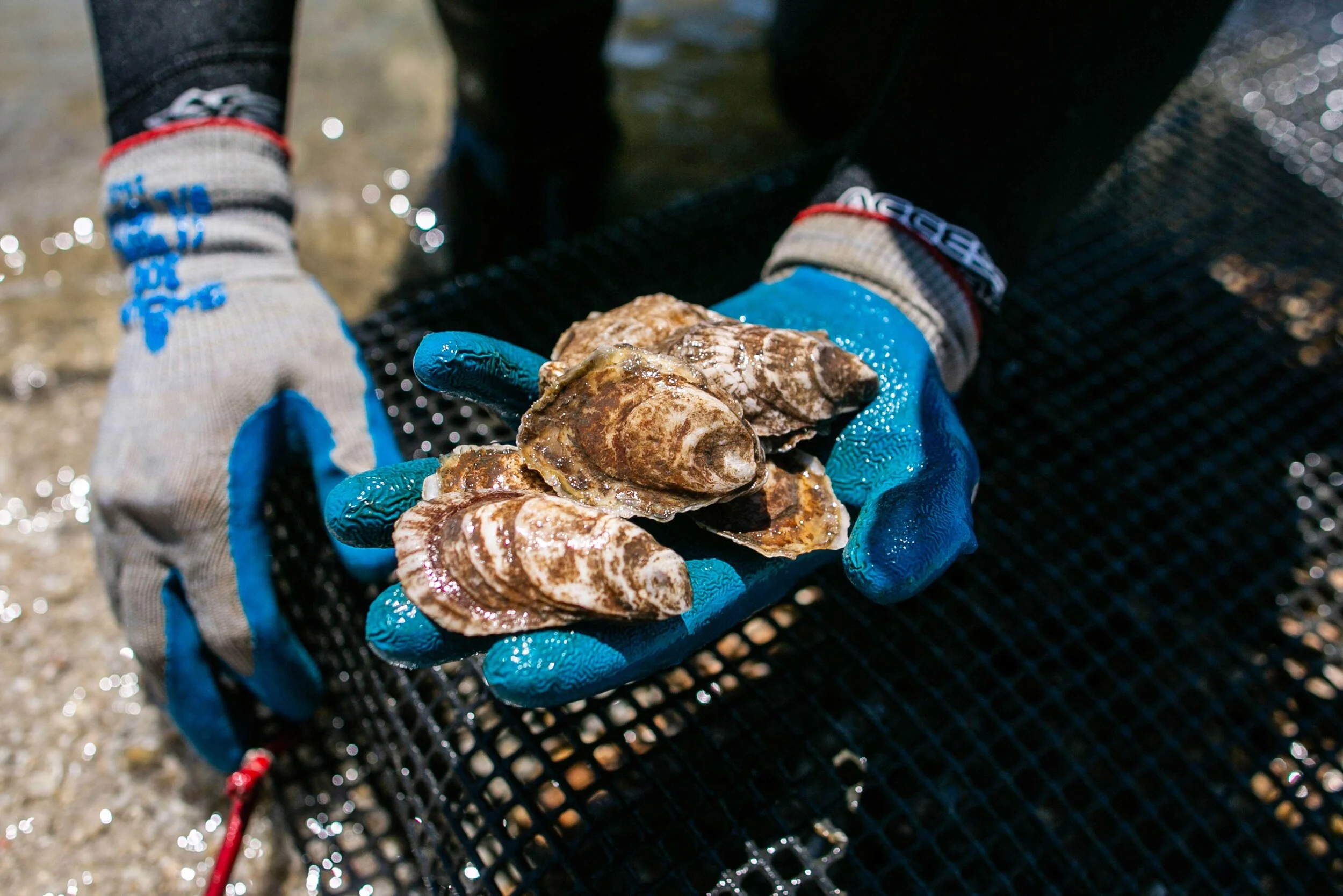 Hands holding fresh Parker's Oysters from Barnegat Bay