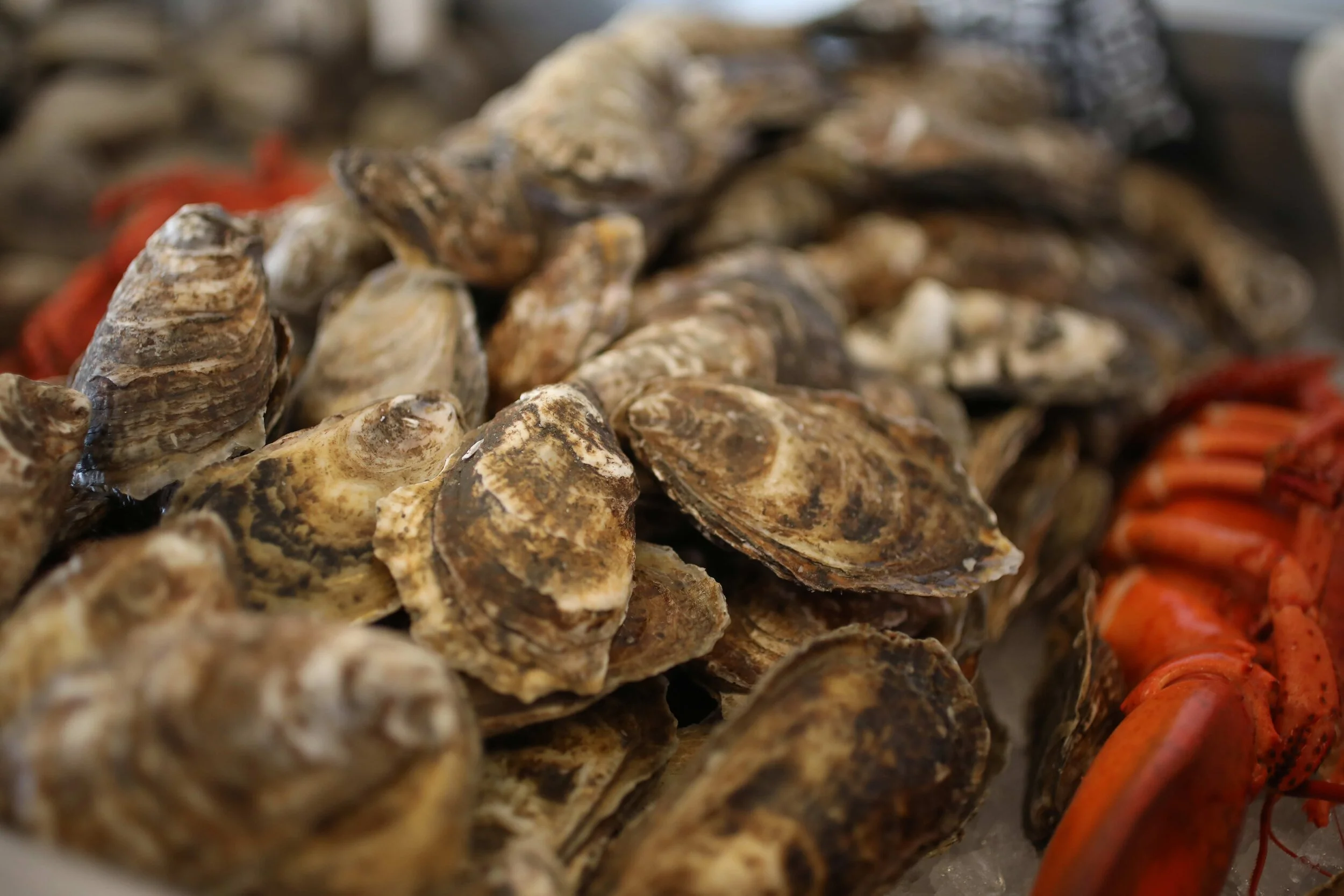 Parker's raw bar with fresh oysters and lobster on ice
